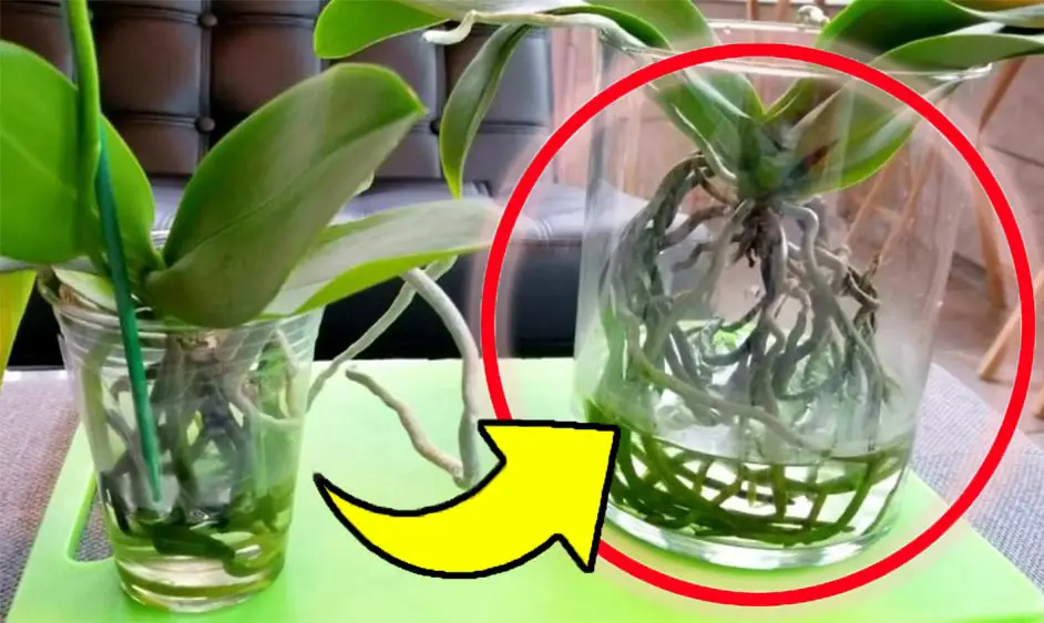 ¿Orquídea que se está pudriendo? ¡Este ingrediente la revive en cuestión de días!