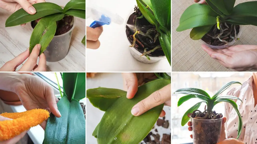 ¿Orquídea sana que te dure hasta 5 años más? ¡Solo vierte una taza de este líquido!