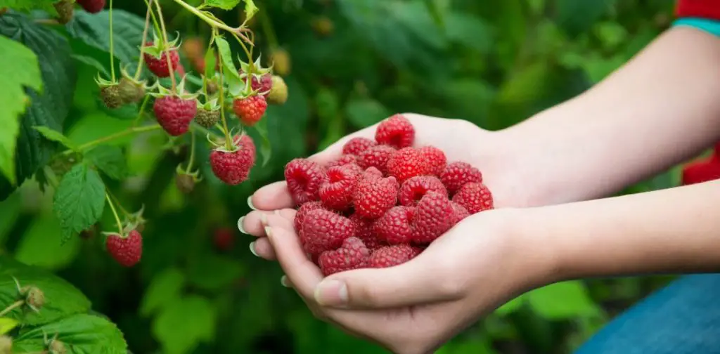 ¿Qué plantar al pie del frambueso? ¡Aquí está la combinación ganadora para una jardinería fácil y eficiente!