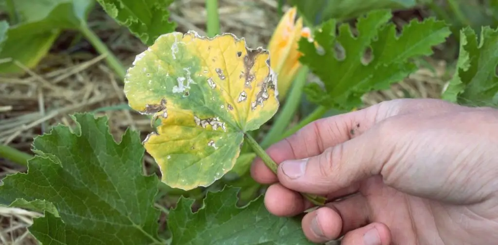 ¿Se deben cortar las hojas amarillas de los calabacines? Aclaraciones y consejos de los jardineros.