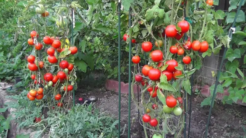 12 Strategies for Optimal Tomato Growth
