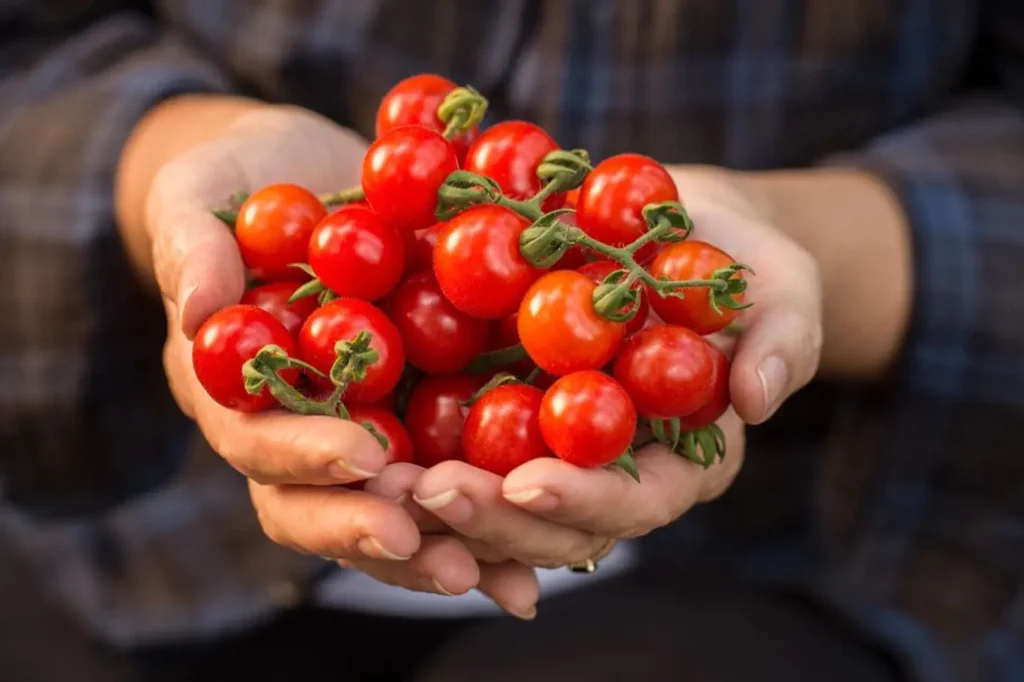 15 Common Tomato Diseases: All of them have solutions, but you have to discover them early