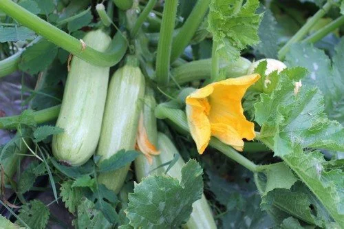 4 ways to feed zucchini to get a big harvest