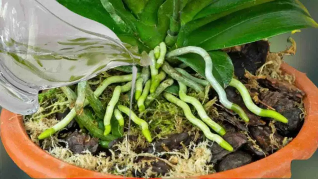 A substance that makes orchids bloom roots and flowers all year round: very lush
