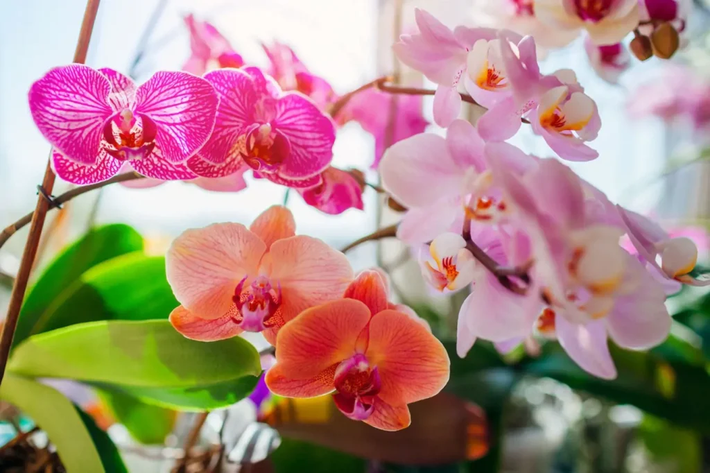 A trick to revive any wilting orchid. You will bloom again in a few days