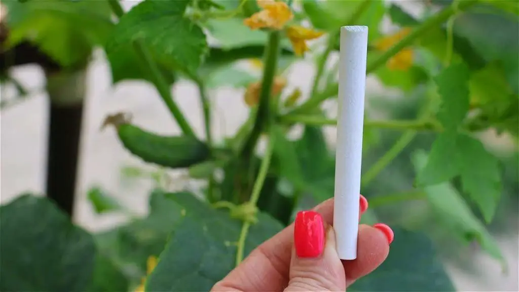 Add it to the cucumber once a month and in a week the entire yield doubles