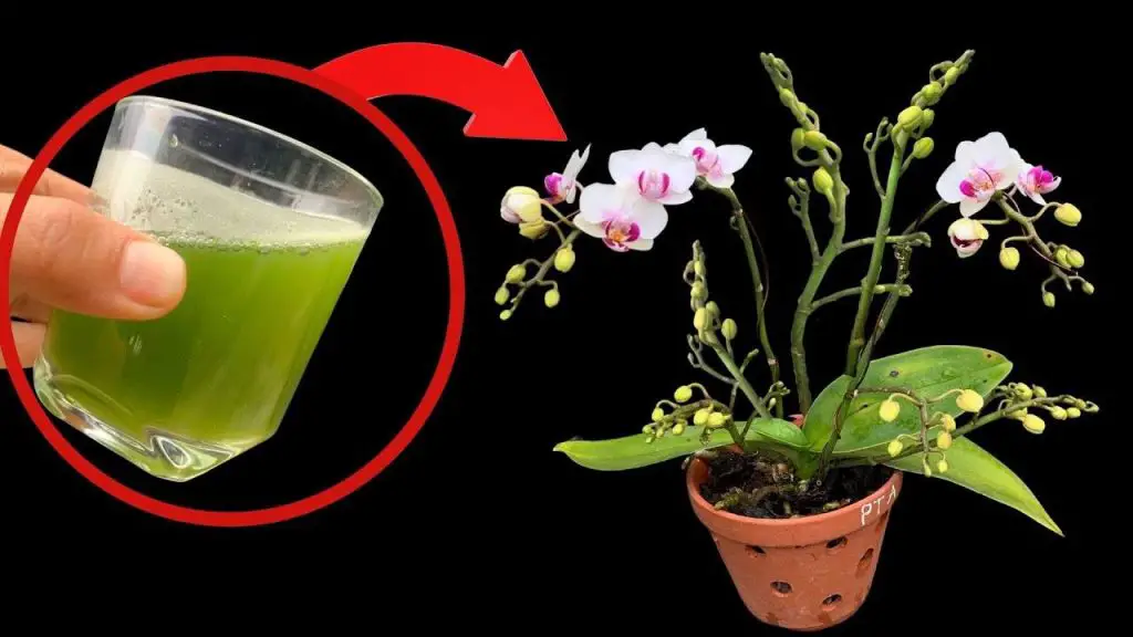 All you need is this glass and the orchid will bloom continuously for 4 seasons