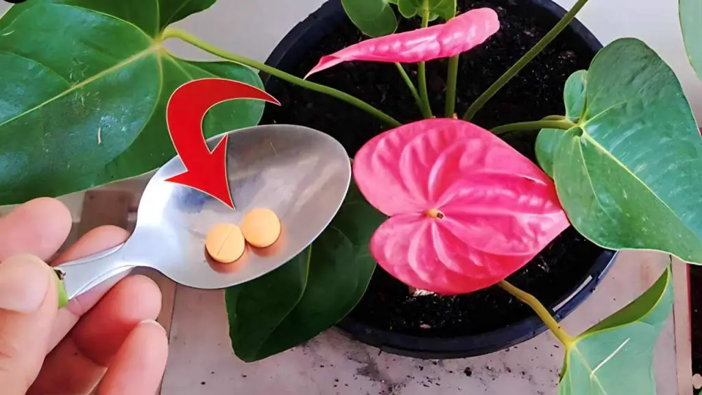 Anthurium thriving for 10 months in a row with this precious nursery method