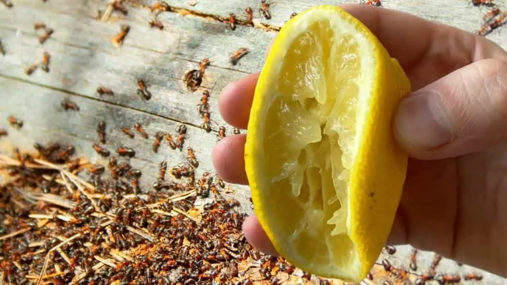 Aphids and insects will never return to your home with this strong natural remedy