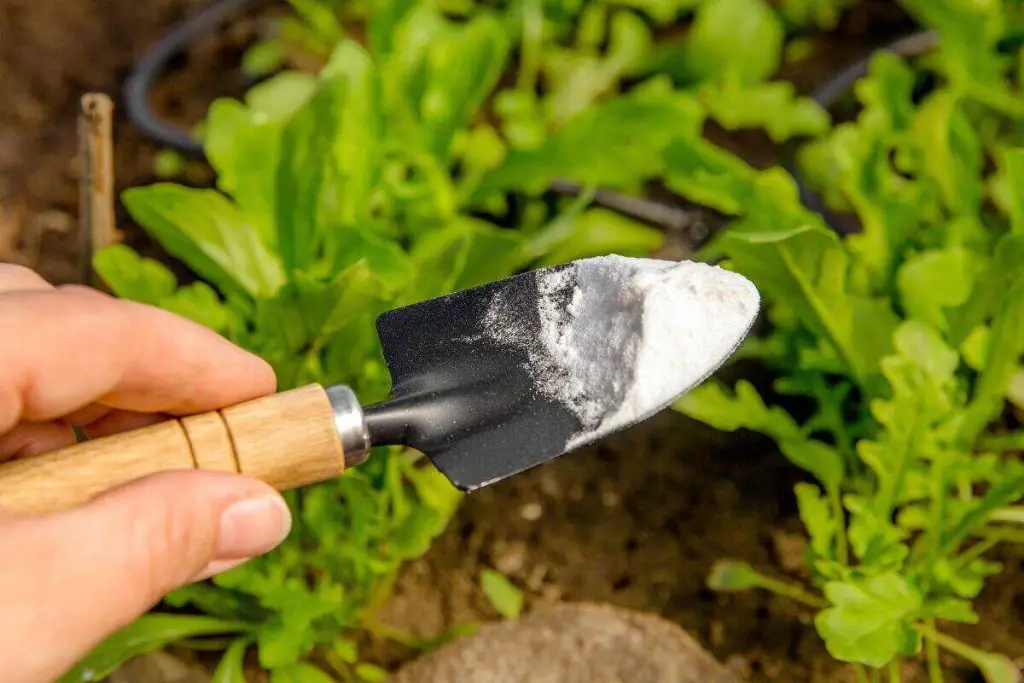 Baking Soda: 5 Surprising Uses for Your Garden and Plants  