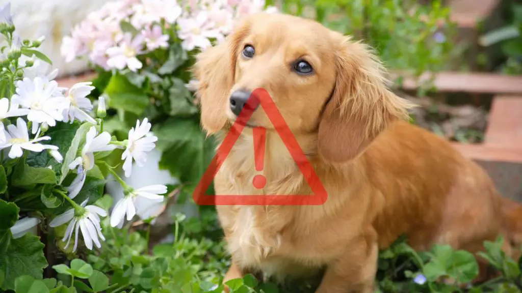 Beautiful but toxic plants for dogs and cats, check if you have them: the list