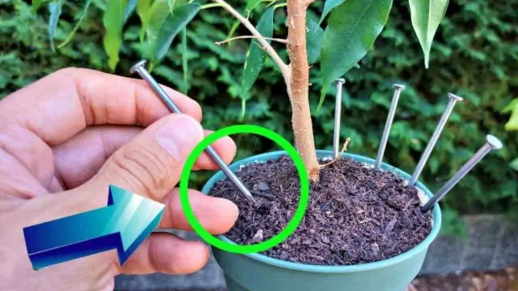 Because they’re all leaving a nail in their plants before going on vacation