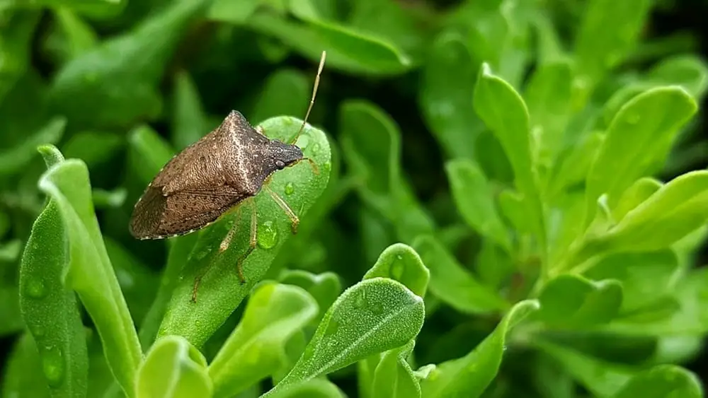 Bedbugs in the house, this beautiful plant is miraculous: it keeps them all away