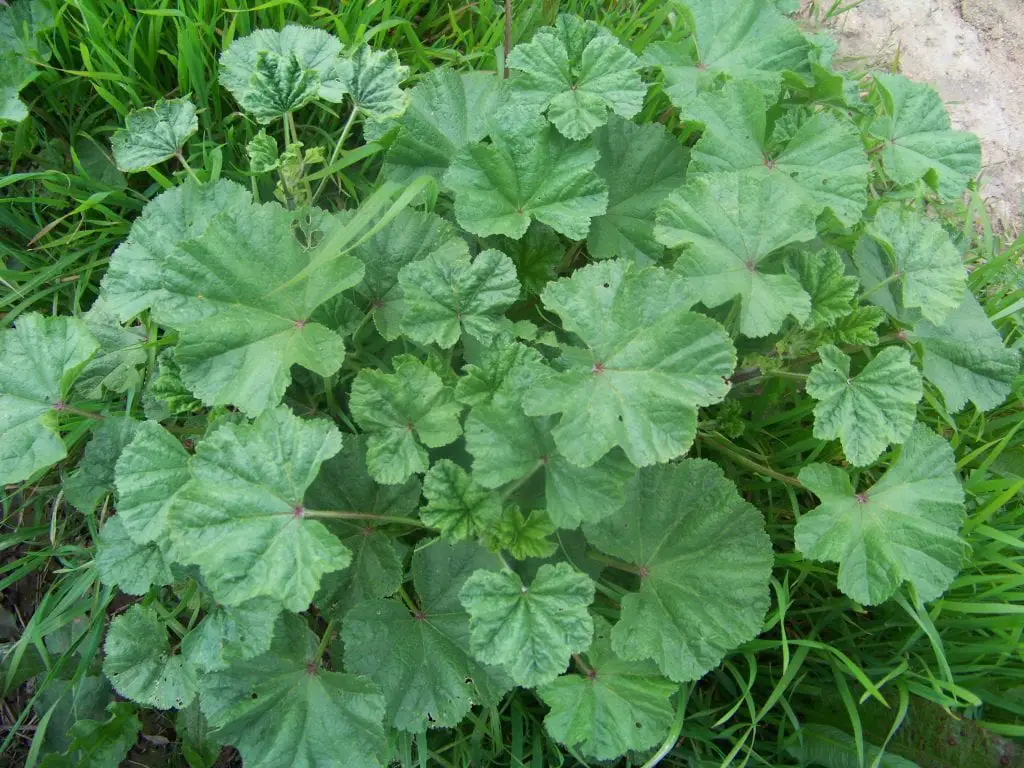 Common Mallow Plants: Most people say it’s a weed, but no, this plant is a real treasure