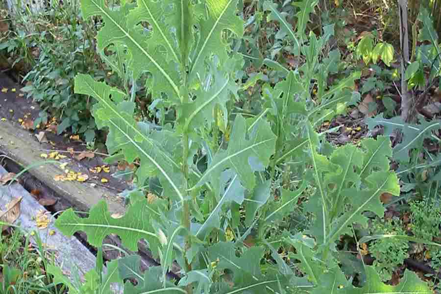 Common wild lettuce: people consider this plant bad but in reality it is a treasure