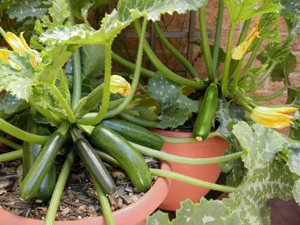 Courgettes, the trick to having a tripled harvest in a few weeks (even in pots): my grandmother taught it to me