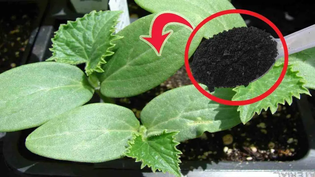 Cucumbers and tomatoes doubled in 3 days with this move – try it now