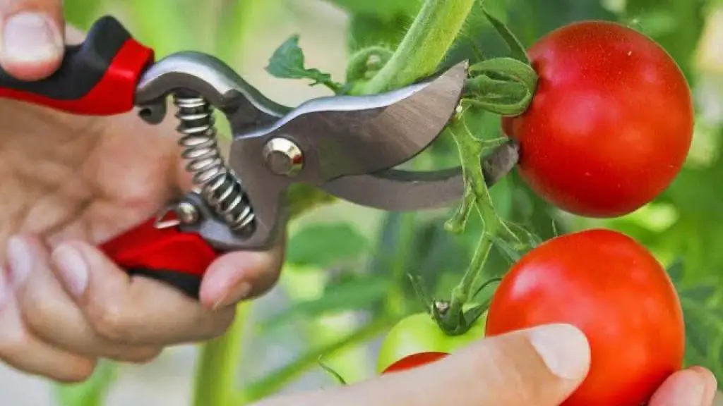 Do this and you will produce tomatoes in abundance: even the neighbors will want to know