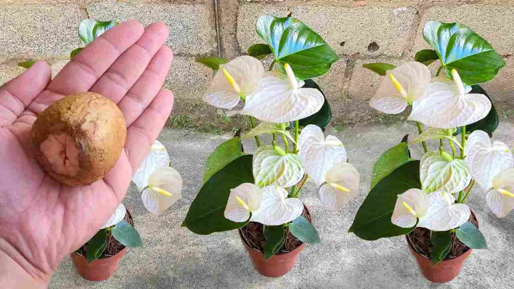 Don’t throw it away again if you want to make the neighbors die of envy: lush flowers and plants