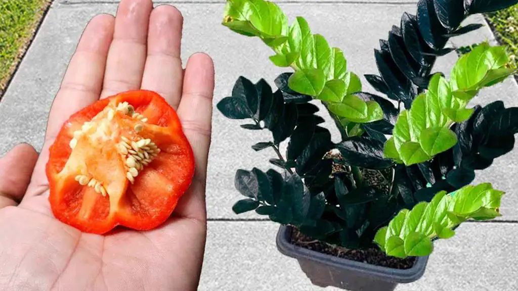 Don’t throw it away, it’s worth gold to plants: you’ll see how they will grow visibly