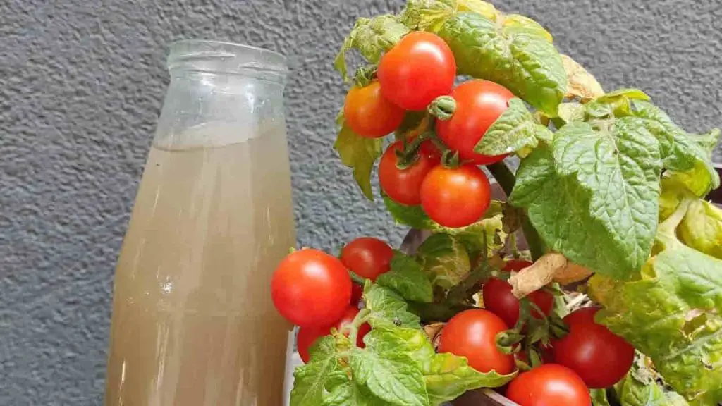 Drought will no longer be a problem, tomatoes and cucumbers will grow quickly