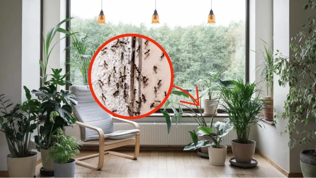 Eradicate these beautiful plants – they attract a lot of insects into your home
