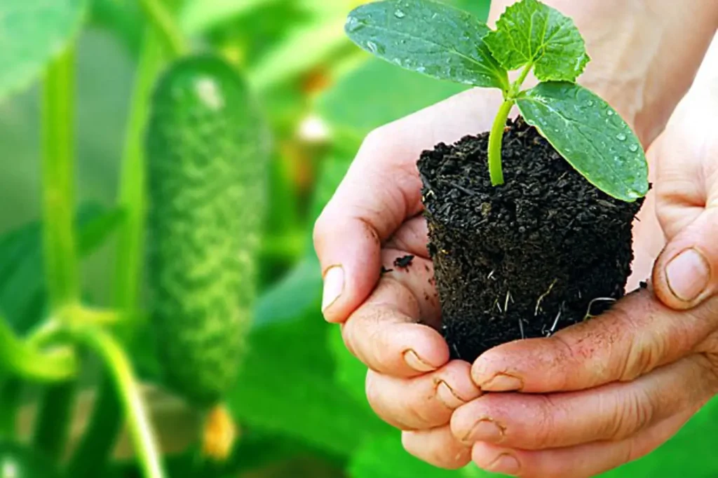 Experienced gardeners do this when planting cucumbers and have 2 times more harvest