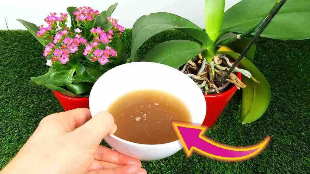 Explosive and long-lasting flowering with this natural fertilizer: never before