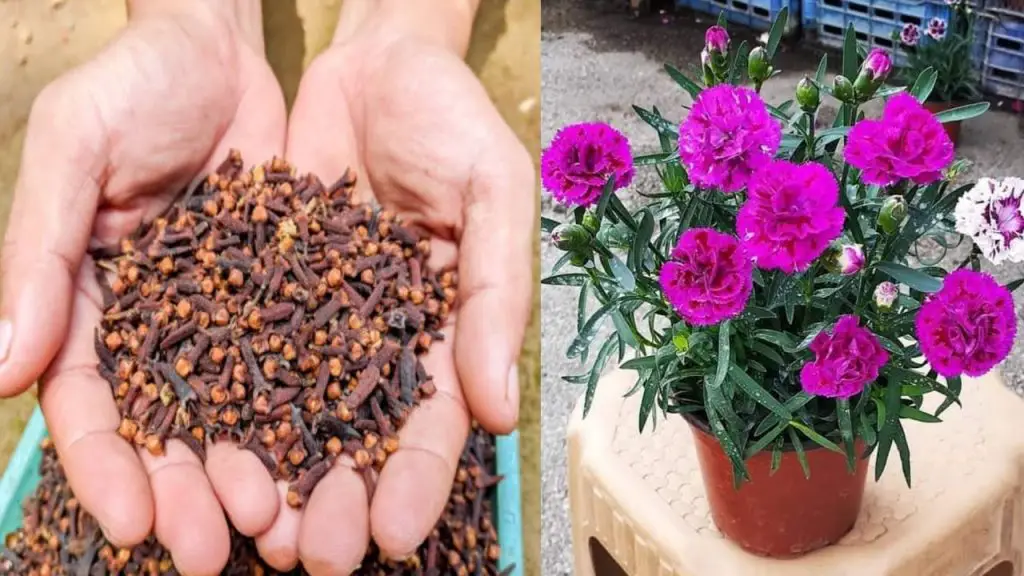Fragrance Your Home Naturally: A Guide to Growing Cloves from Seeds