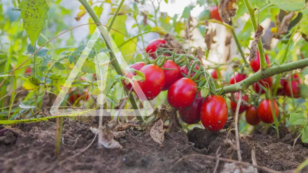 Garden, never plant these vegetables next to tomatoes: they compromise the harvest