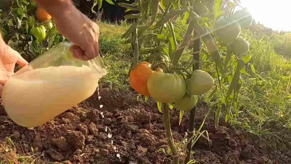 Give it to all your garden plants and you will have bags full of harvest