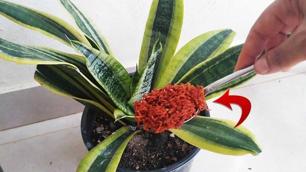 Goodbye parasites and fungi on plants, with this ingredient they will not return