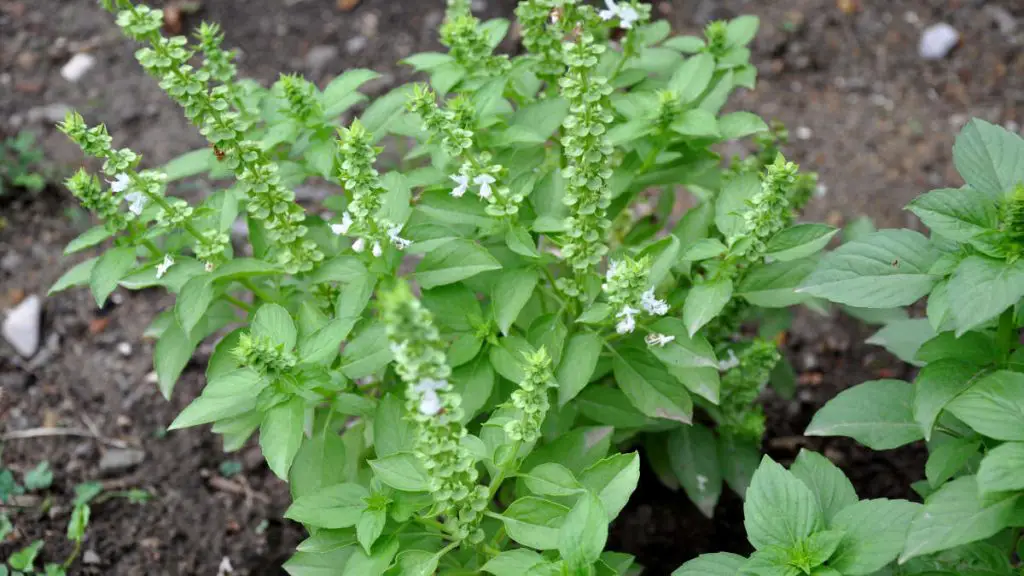 Grow these flowers near basil and you will see the results! Nobody knew