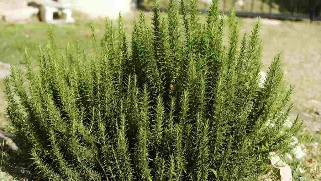 Here are 5 things to do if you want to have consistently thick and fragrant rosemary