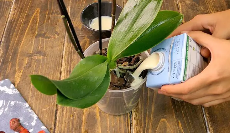 How to care for an orchid plant: foolproof methods for flowers and leaves