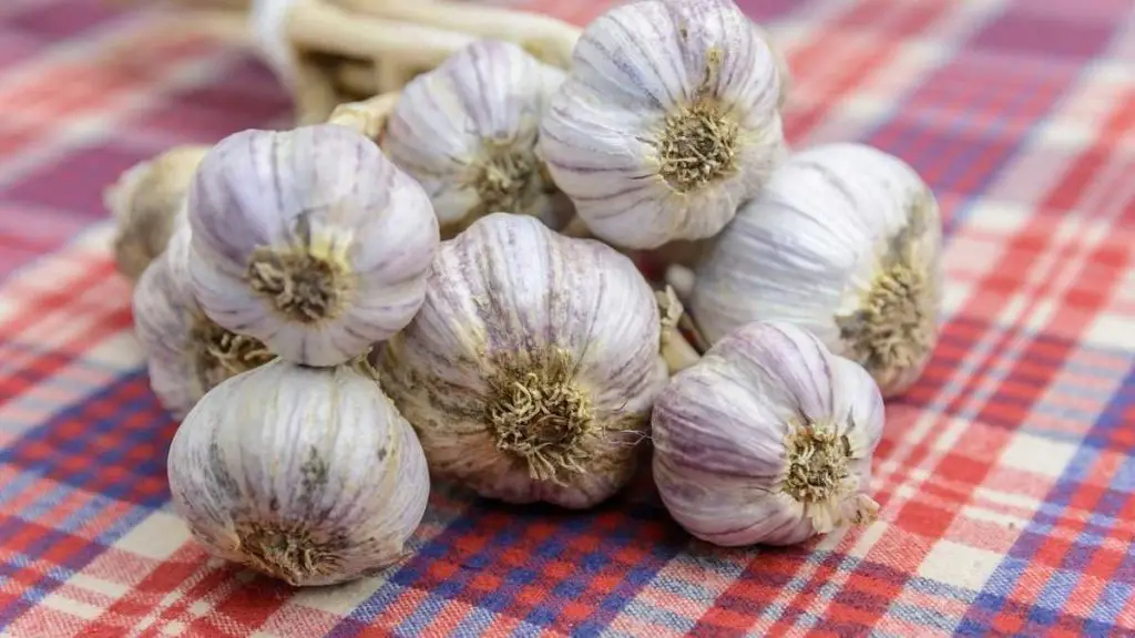 How to store garlic to keep it fresh for as long as possible? Most people make 1 mistake