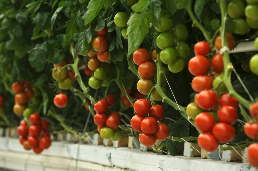 I grow tomatoes with the trick my grandfather taught me! Generous harvest