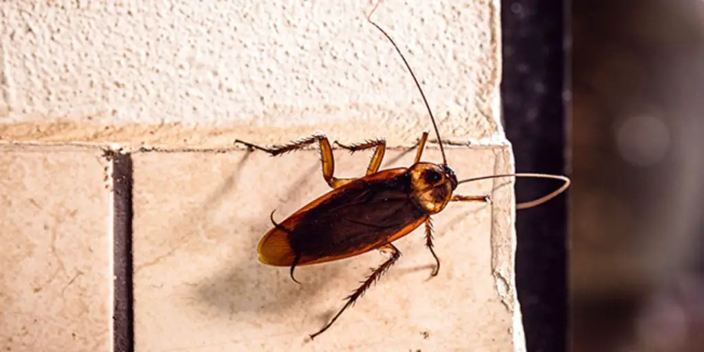 I understood where the cockroaches hide and I flushed them out with this infallible method