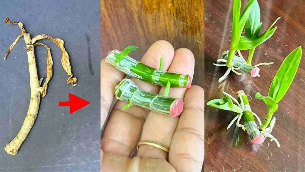 If you know this secret, millions of orchids will grow in your garden