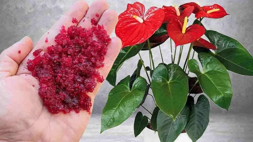 It may seem incredible, but a handful of this ingredient will make everything bloom