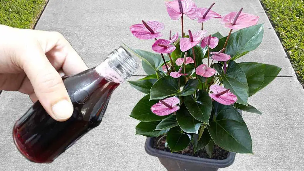 It seems incredible but there will be an explosion of flowers with just one application