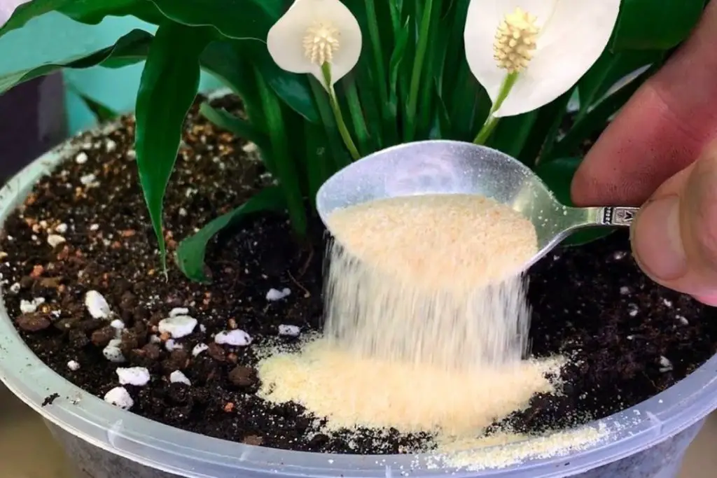 Just 1 teaspoon is enough to make any plant beautiful, fruitful, lush and healthy!