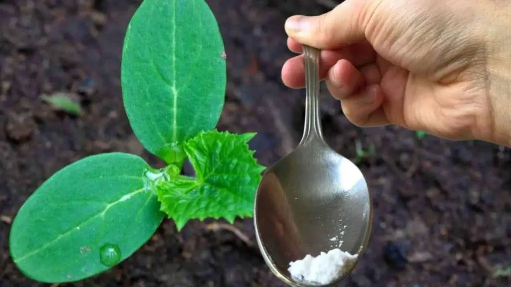 Just one spoonful for each cucumber you have in the garden and you will harvest twice as many