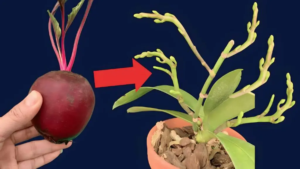 Just this seasonal vegetable is enough to make the orchid garden explode