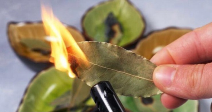 Laurel leaves, everyone is burning them in their homes: what happens will surprise you