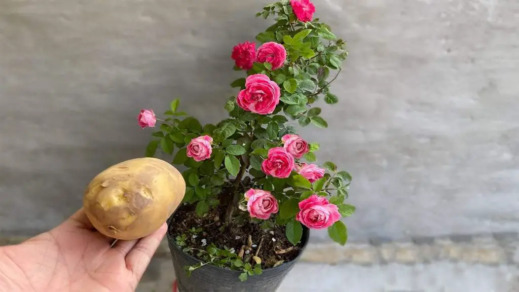 Leave 1 potato on the plant overnight: the next day you will find something unique