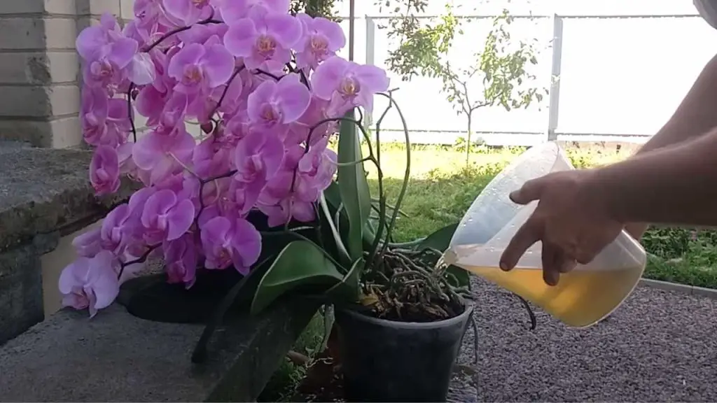 Like watering an orchid, with this method it will become immortal