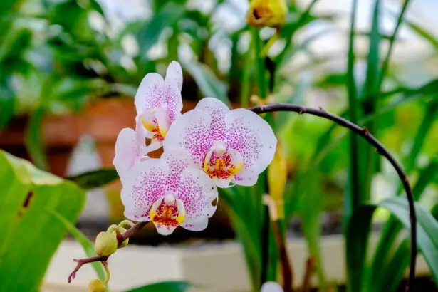 Make an orchid (re)bloom: this miracle product in your kitchen will boost your plant