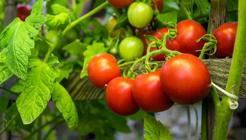 Natural fertilizer for tomatoes: 8 household ingredients that give a healthy harvest