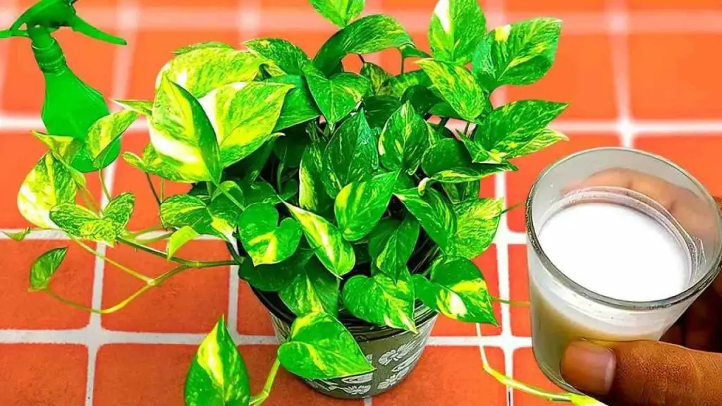 Natural fertilizer that makes all plants grow: you can find it directly in the kitchen